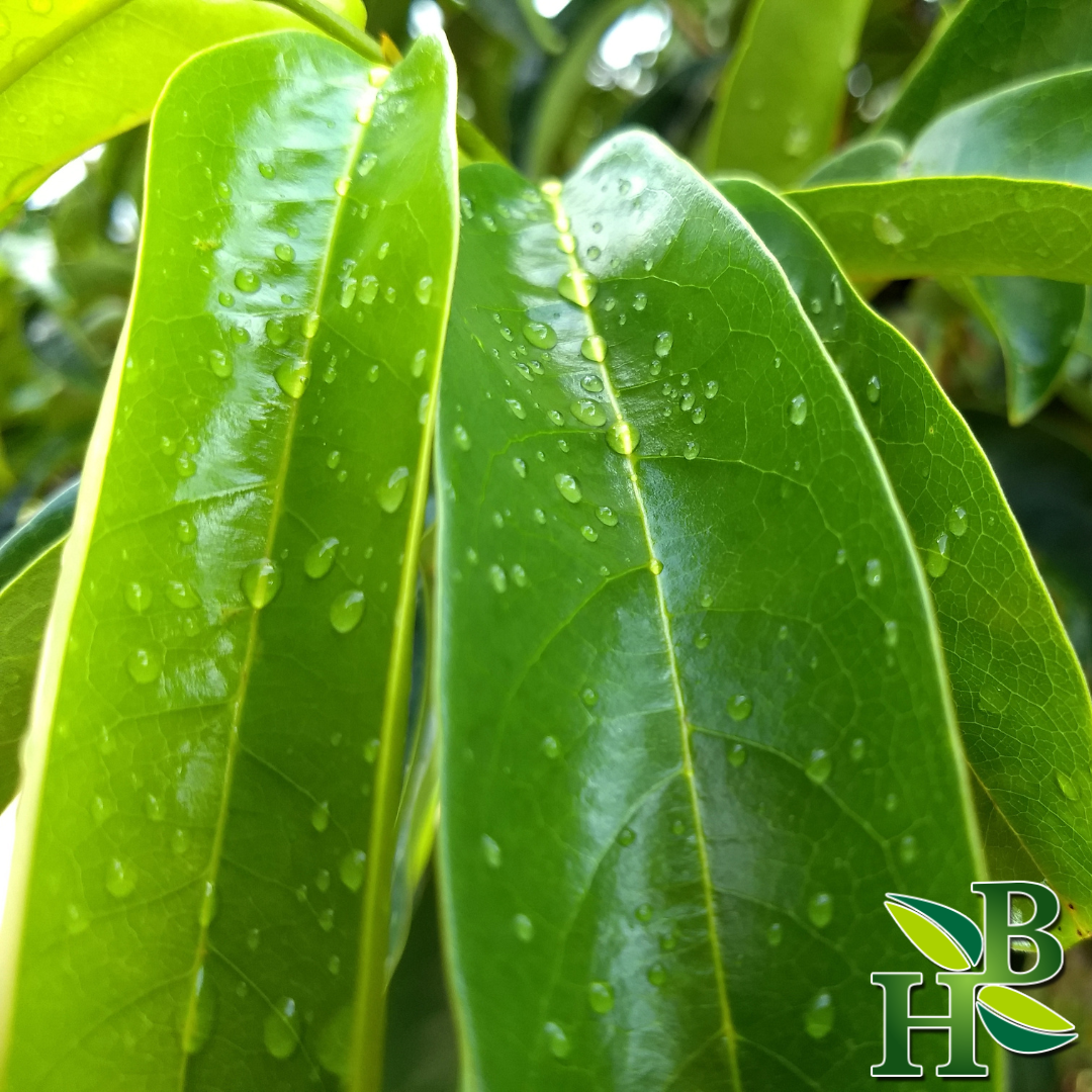 Soursop Leaf 14 Grams  - Approximately 50 leaves